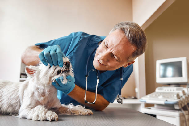 Best Emergency Root Canal Treatment in Cheney, KS
